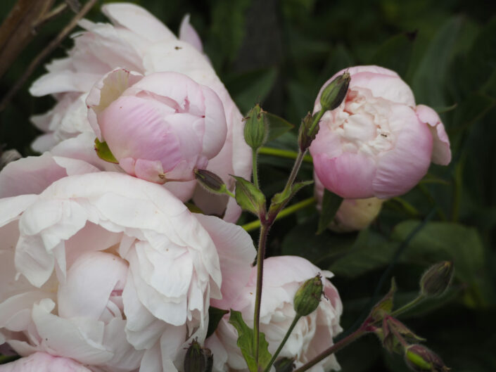 Pivoines