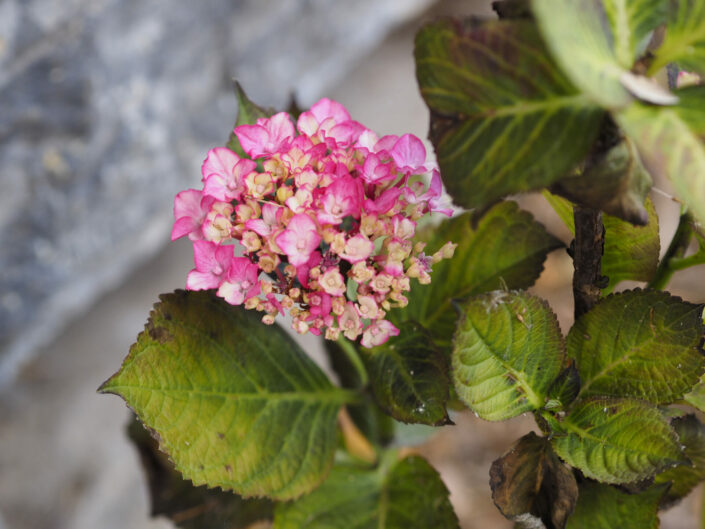 Hydrangea macrophylla rose