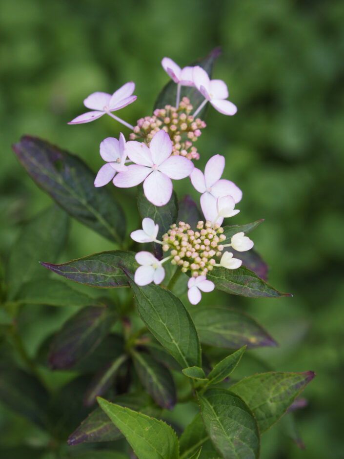 Hydrangea serrata 'Crûg Bicolor'