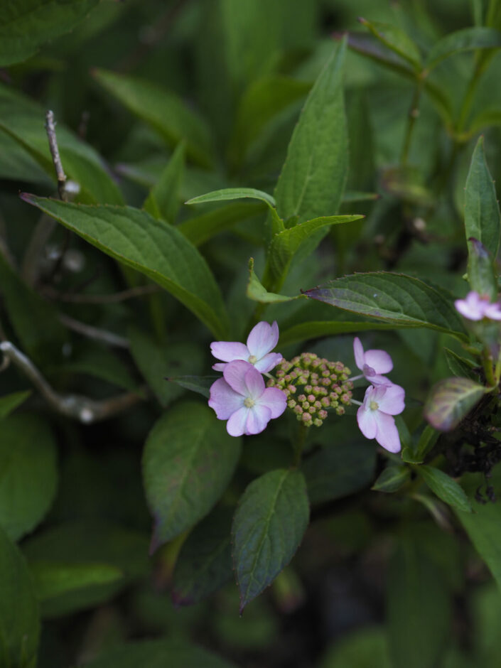 Hydrangea serrata 'Miyama Yae Murasaki'