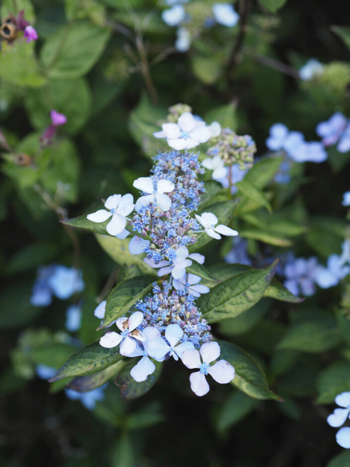 Hydrangea serrata 'Bluebird'