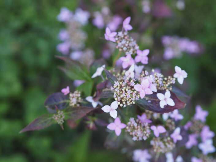 Hydrangea serrata 'Crûg Caerulean'