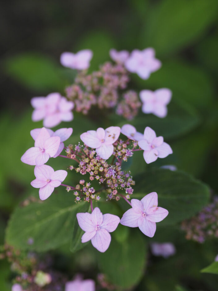 Hydrangea macrophylla 'Izu No Hana' (à confirmer)