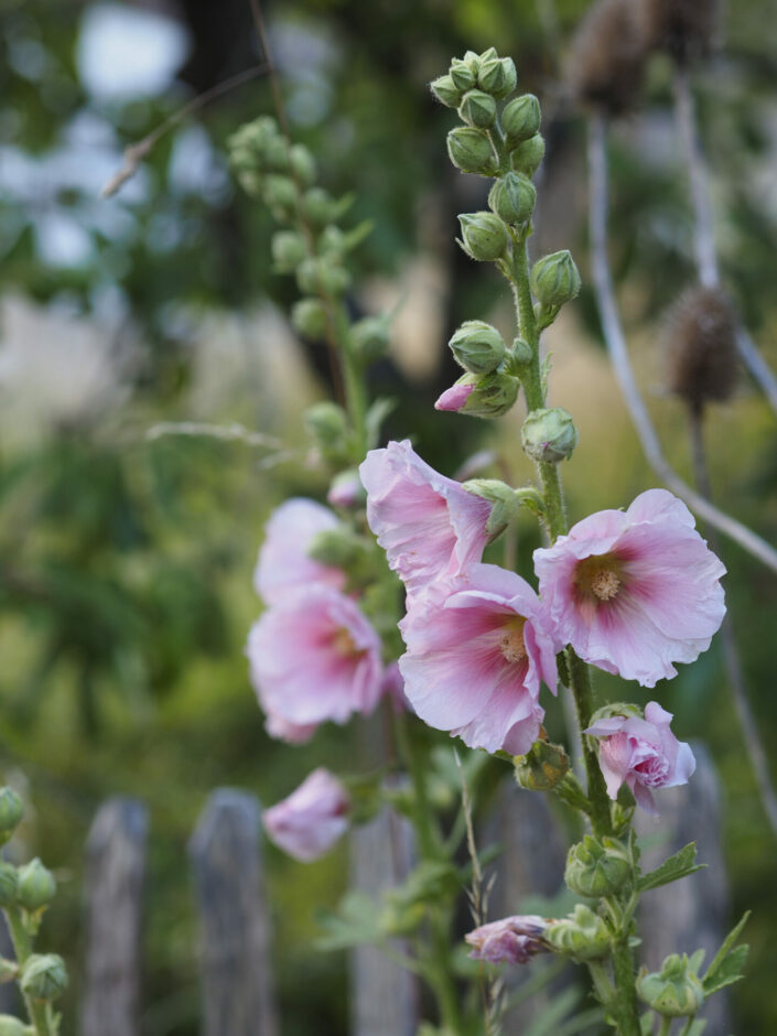 Roses trémières