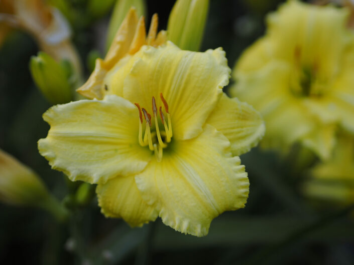 Hemerocallis 'Lemon Lyric'