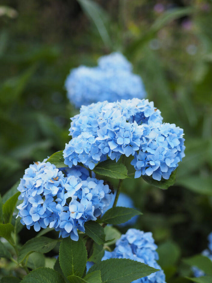 Hydrangea macrophylla 'Nikko Blue' (à confirmer)