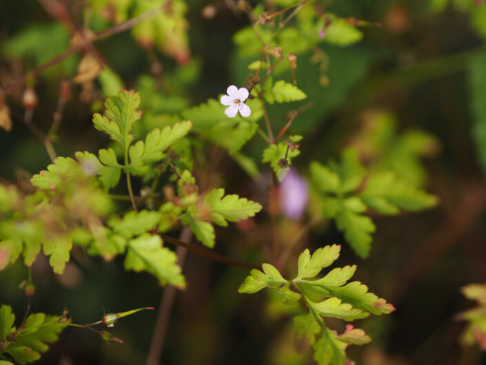 Géranium herbe à Robert