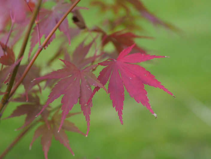 Au jardin, le 05 octobre 2022