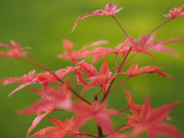 Acer palmatum 'Beni Tsukasa'