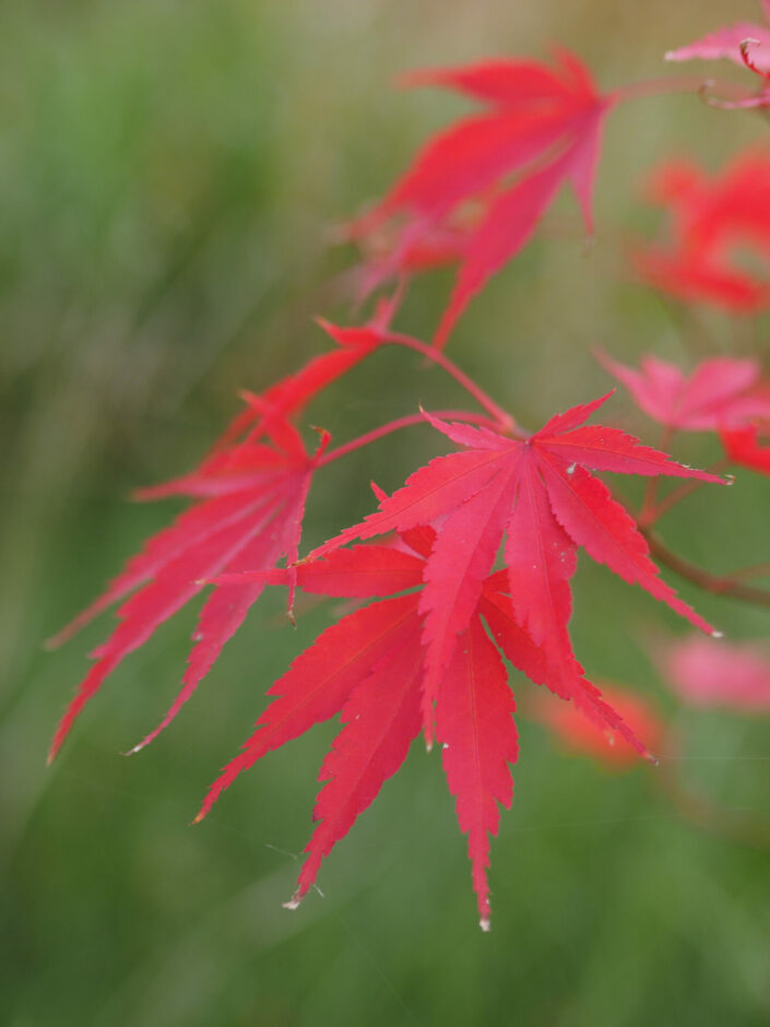 Acer palmatum 'Chitose Yama'