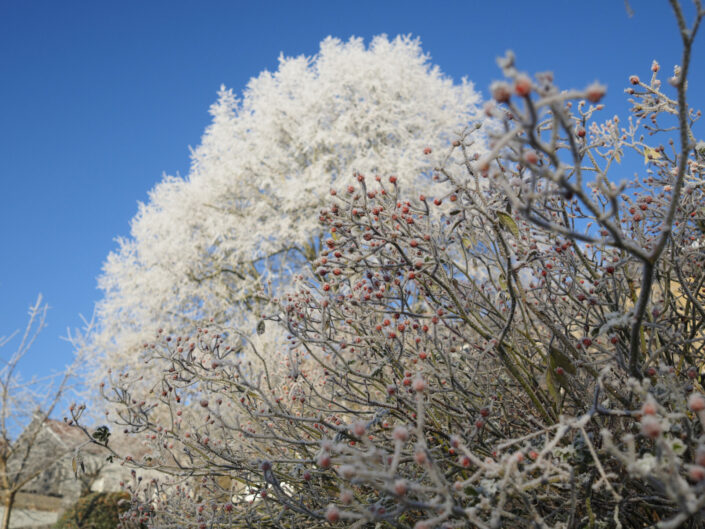 Au jardin, le 17 décembre 2022