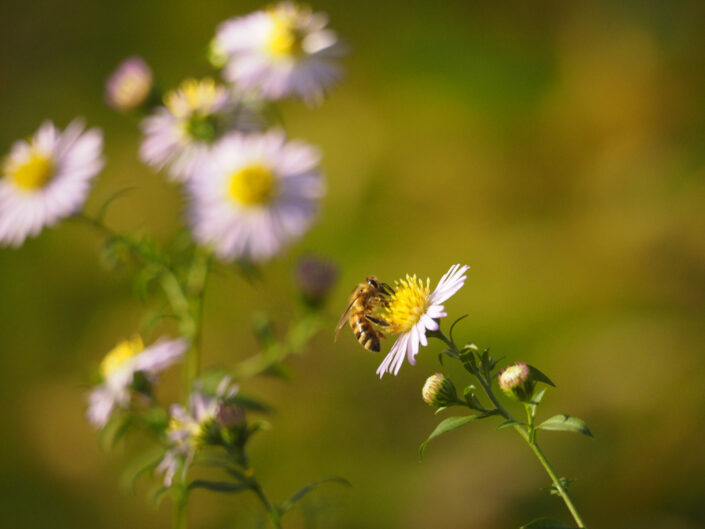 Aster