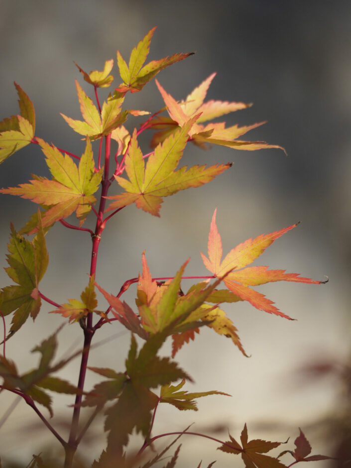 Acer palmatum 'Sangokaku'