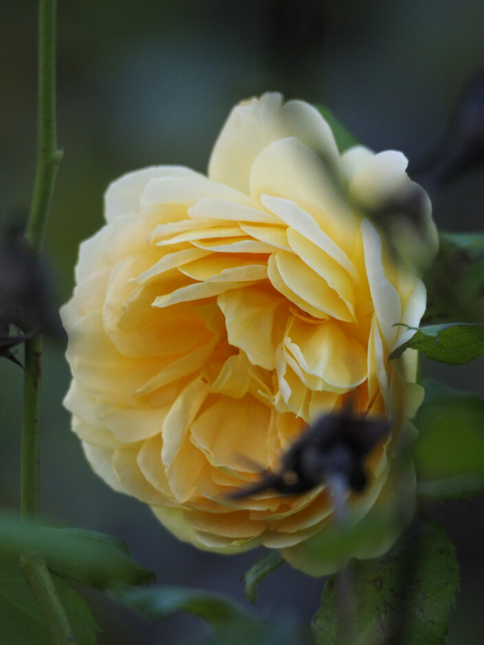 Rosier 'Golden Celebration'