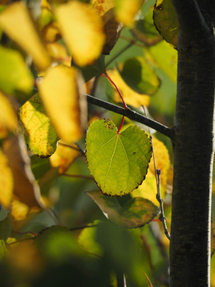 Au jardin, le 10 octobre 2023