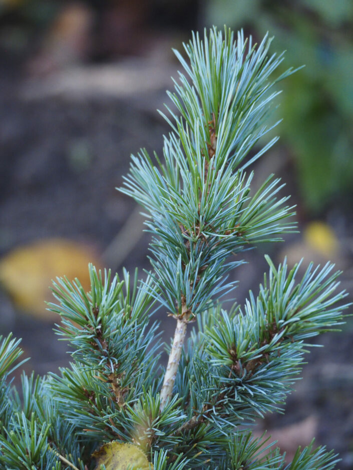 Pinus parviflora 'Yatsubusa'