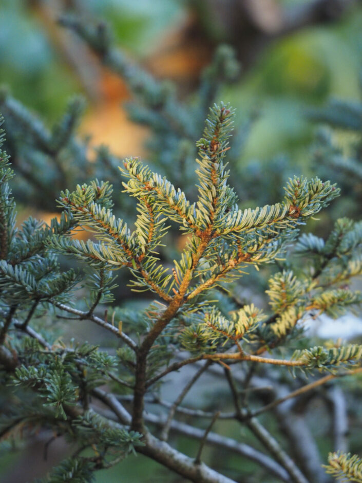 Abies fraseri 'Rawl's Dwarf'