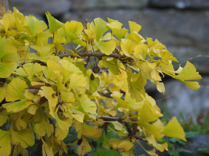 Ginko biloba