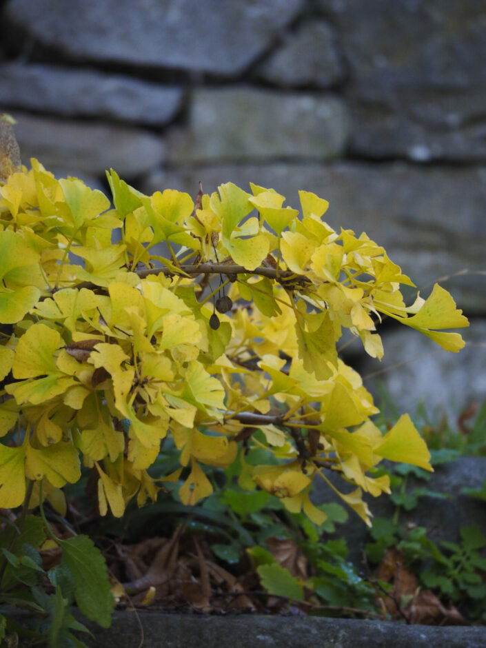 Ginko biloba 'Mariken'