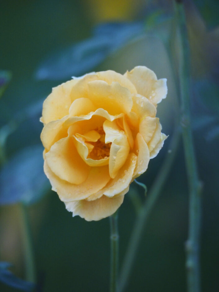 Rosier 'Goldstar'