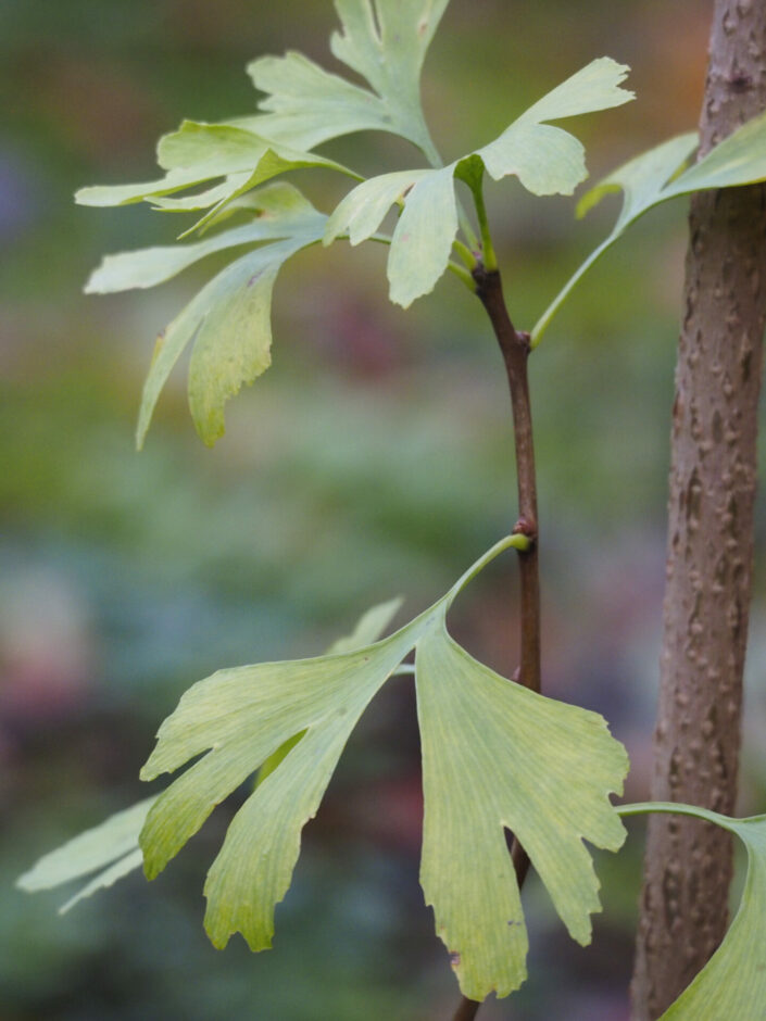 Ginko biloba