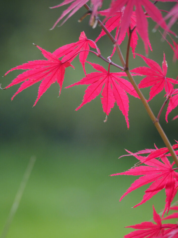 Au jardin, le 29 octobre 2023