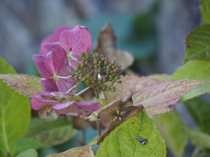 Hydrangea macrophylla 'Grant's choice'