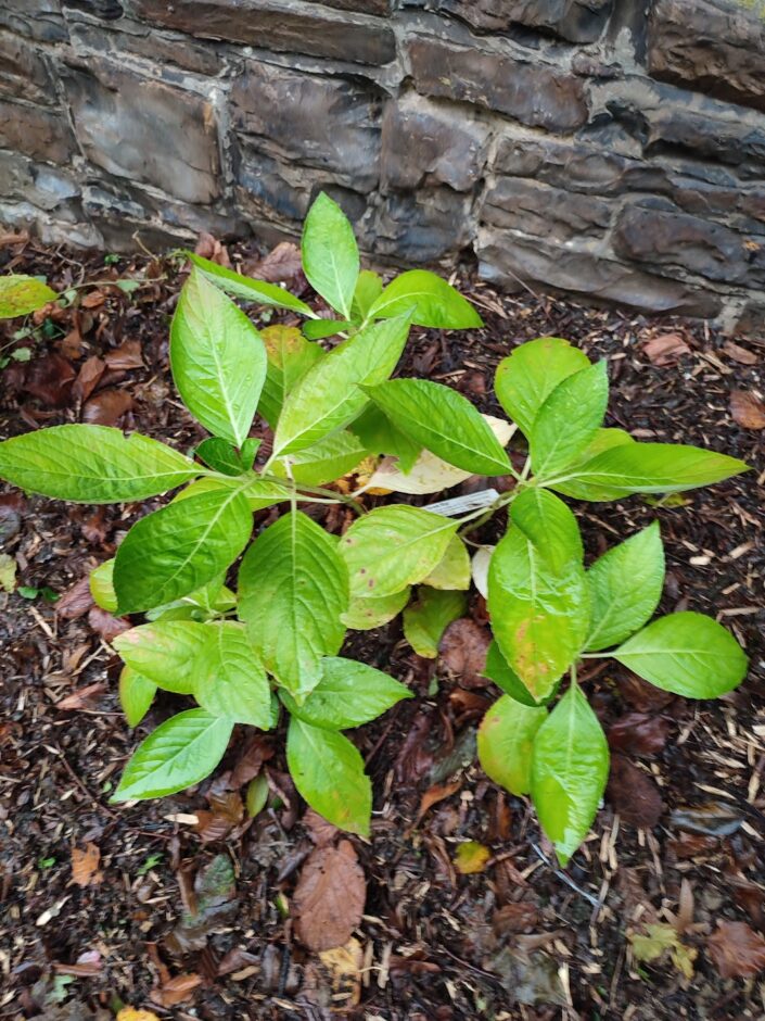 Hydrangea macrophylla 'Great Star'