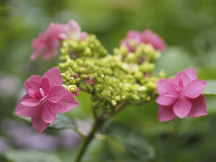 Au jardin, le 8 juillet 2024